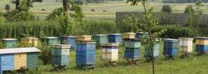 ¿Cómo organizar una abeja mini-granja