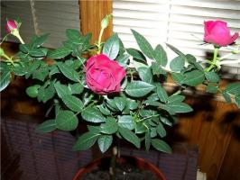 Rose en el alféizar de una ventana - los secretos de la floración abundante