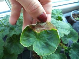 Enfermedades Top 5 Pelargonium y su tratamiento