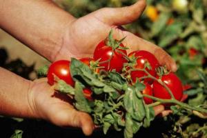 6 secretos: los tomates son deliciosos, jugoso y grande