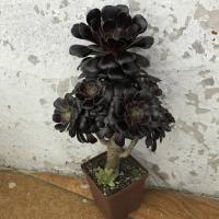 Arbusto en una olla: Esquema Aeonium. Características de cultivo