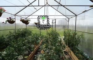 Mejor fertilizante para los tomates que usted puede imaginar