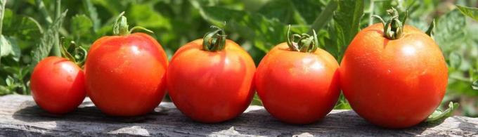 Los tomates frescos en la mesa es siempre el camino!