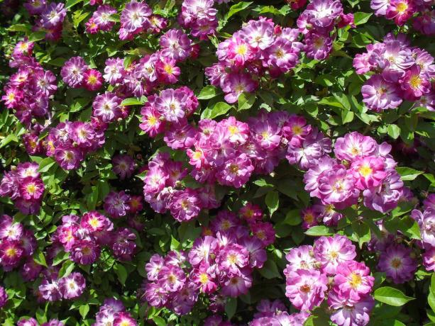 el orgullo de mi jardín - rosa trepadora variedades Vilchenblau