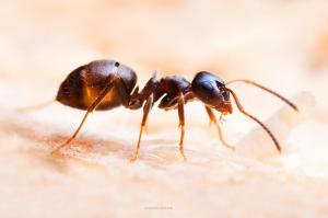 De hormigas entregar sémola único ingrediente adicional