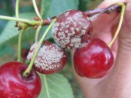 Cómo ahorrar el jardín de la pudrición de la fruta
