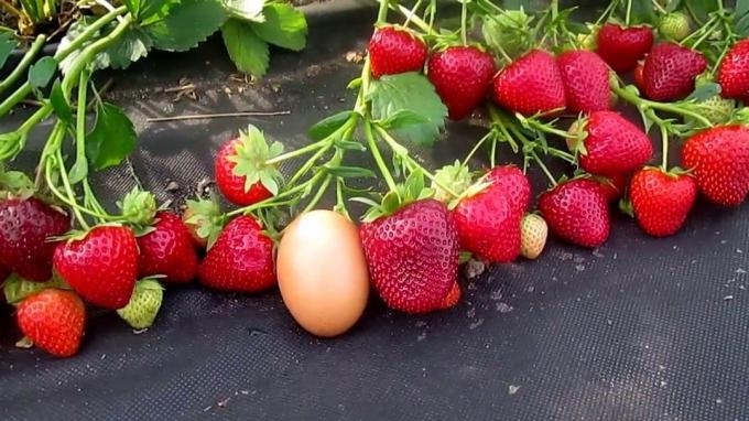 fresas grandes y dulces de la vendimia (Foto de Internet)