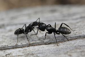 ¿Cómo deshacerse de las hormigas en el país por un día, para siempre