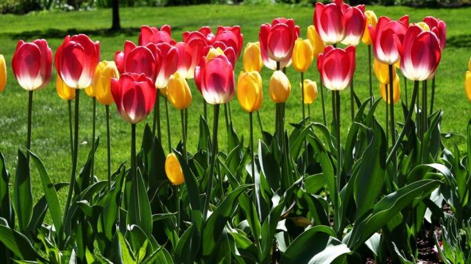 Tulipán - uno de los símbolos del jardín de la primavera! Foto: wallpaperscraft.ru