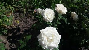 Secretos del cultivo de rosas