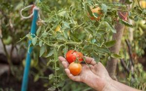 ¿Por qué los tomates florecieron profusamente, y ha crecido poco fruto.