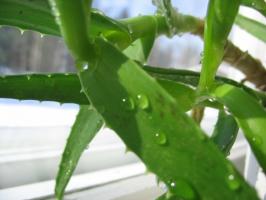 Riego de aloe invierno en casa. Características y sutilezas del proceso