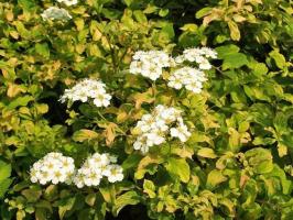 La mayoría de las especies y variedades de primavera Spiraea para jardines de flores