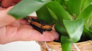 El uso de una piel de plátano para las orquídeas