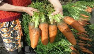 ¿Por qué se les aconseja a las zanahorias de plantas en junio.