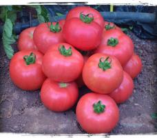 5 variedades de tomates grandes y carnosas
