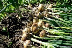 Método rusa antigua del cultivo de cebollas