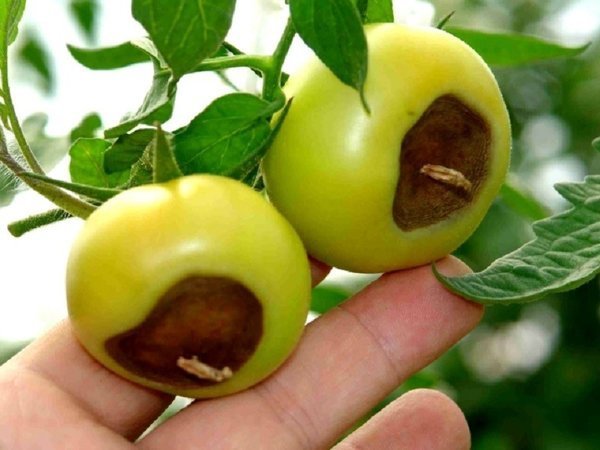 Un ejemplo clásico de la podredumbre apical en los tomates. Fotos - liveinternet.ru