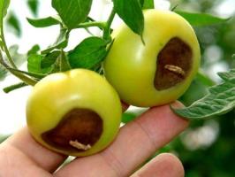 Pudrición de tomates: síntomas y tratamiento