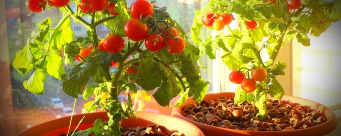 Para una buena fructificación tomates en macetas necesitan mucho sol