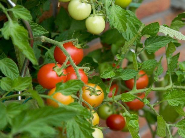 tomates empinadas