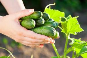 10 secretos ricos Pepinos de la cosecha en su jardín