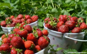 La fertilización de fresas, lo que aumentará la productividad por 2-3 veces