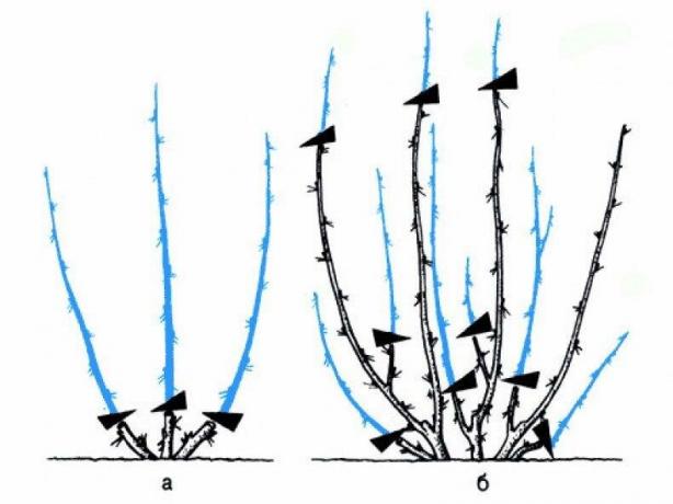 Otra gran esquema para la grosella espinosa, y adecuado para el grosellero negro. y - cortar árboles jóvenes, - un rejuvenecimiento de la zarza adultos