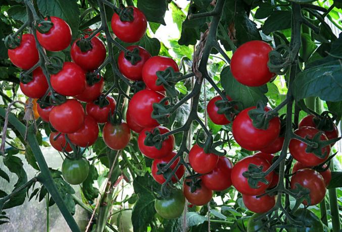 Tomates maduros en el arbusto, se benefician en gran medida en el sabor y el olor de la "ventana"