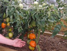 Cómo cultivar tomates en un verano fresco? Los mejores consejos