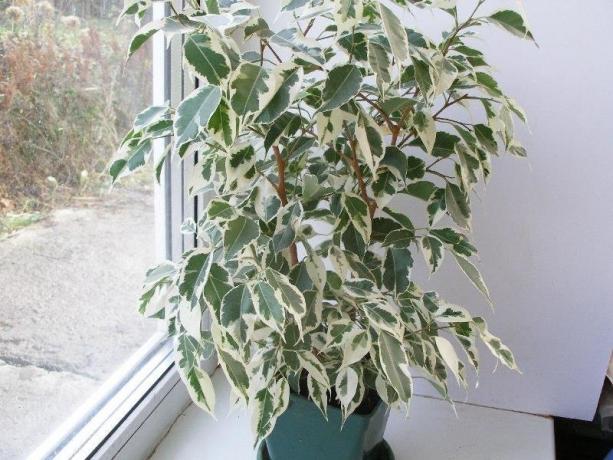 Preciosa Ficus benjamina. Ejemplos del material tomado de Internet