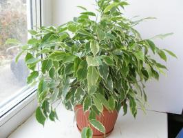 Ficus benjamina de invierno: cómo ayudar a la pobre, pierden sus hojas