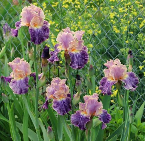 Iris puede ser llamado flor divina. Los antiguos griegos llamaron la planta en honor a su diosa Iris, que desciende del cielo en el mundo mortal sobre el arco iris. Iris y se traduce como "arco iris" botánicos posteriores decidieron no toque nada en los nombres. Y con razón!