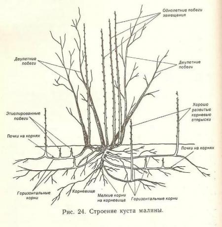 La estructura del arbusto de frambuesa