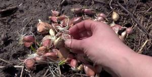 Abril - tiempo de invierno ajo planta de grandes cabezas de 300 gr.