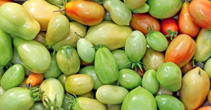 Cómo acelerar los tomates de maduración? | Jardinería y horticultura