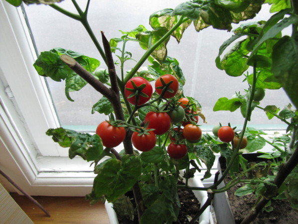 tomates buscados