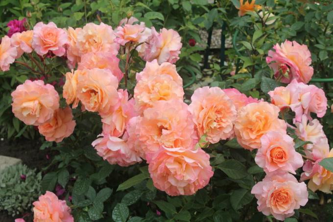 Consejos son adecuados para la mayoría de las rosas del jardín. A excepción de las que florecen en la madera vieja. Así que asegúrese de que usted necesita saber y sentir de sus plantas