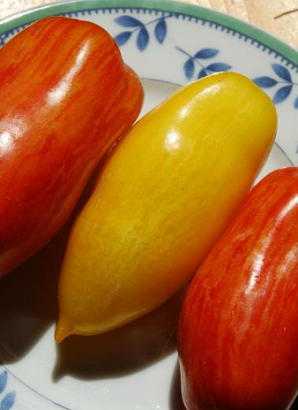 Variedades de tomates piernas plátano (mostrado amarillo)