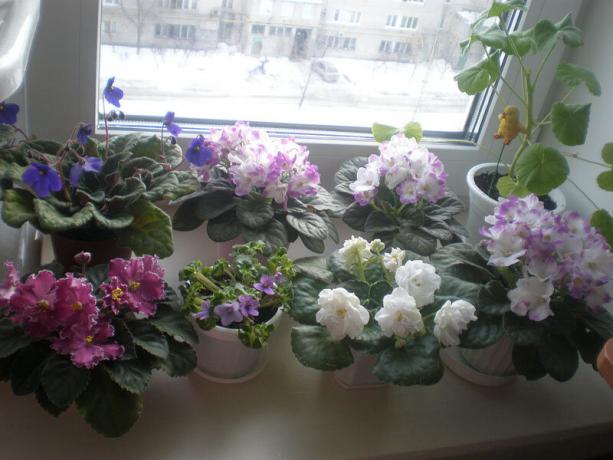 variante rara: violetas, florece en invierno. Ver: http://ssdosug.ru