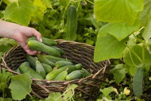 Consejos simples para los pepinos en crecimiento. Obtener una cosecha abundante, sin la molestia