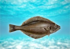 Fletán pescado: descripción, beneficios y posible daño al cuerpo