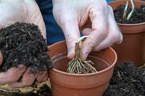 El cultivo de lirio de los valles en el ambiente interior