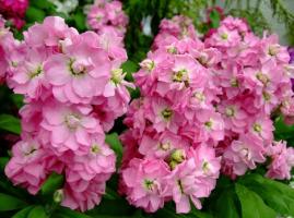 Top 8 de flores fragantes para macizos de flores