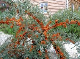 Arbustos perennes para el jardín