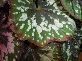 5 razones por las hojas secas de la begonia en los bordes