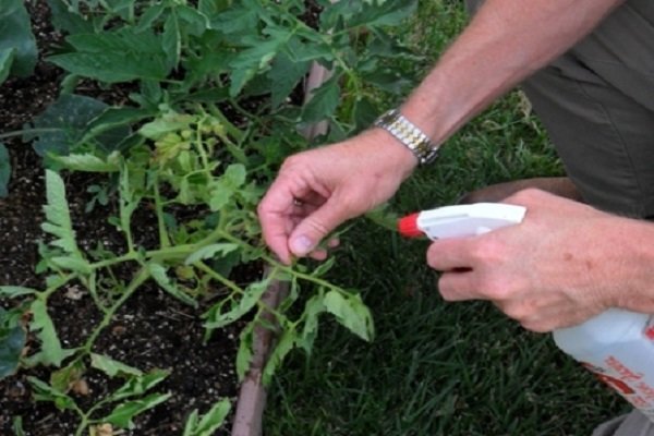 La fertilización en la hoja que es absorbido por las plantas más rápido que las raíces! (Dachamechty.ru)