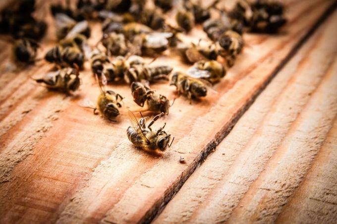 La muerte masiva de abejas en 2019 | ZikZak