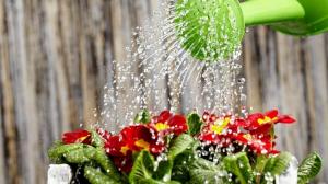 ¿Cómo se puede regar las plantas de rápido crecimiento y floración profusa