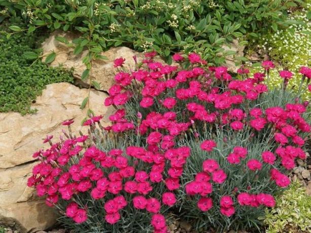 Dianthus alpinus "Ruby"